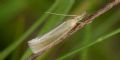 Crambus perlellus